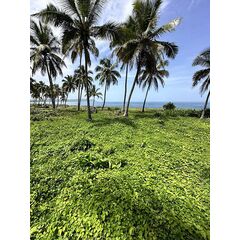 Land in Samana (Samana) Dominican Republic plot in the suburbs 850m² 