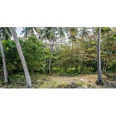 Land in Cabarete (Cabarete) Dominican Republic plot in the suburbs 1655m² 