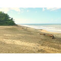 Land in Gaspar Hernandez (Gaspar Hernandez) Dominican Republic plot within city limits 4262m² 