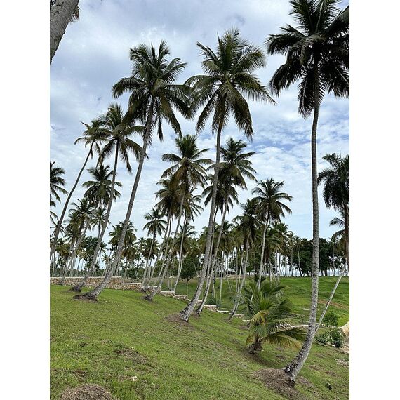 Land in Samana (Samana) Dominican Republic plot within city limits 600m² , 6 image