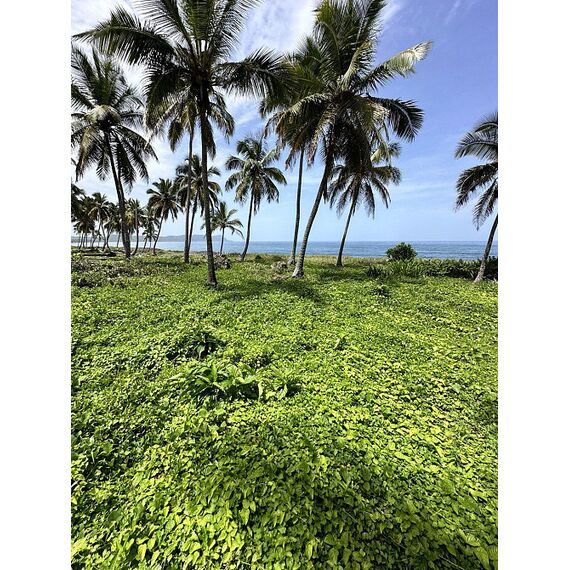 Land in Samana (Samana) Dominican Republic plot in the suburbs 850m² 