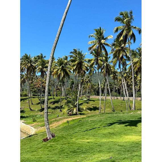 Land in Samana (Samana) Dominican Republic plot within city limits 600m² , 14 image