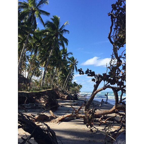 Land in Cabarete (Cabarete) Dominican Republic plot in the suburbs 9350m² , 4 image