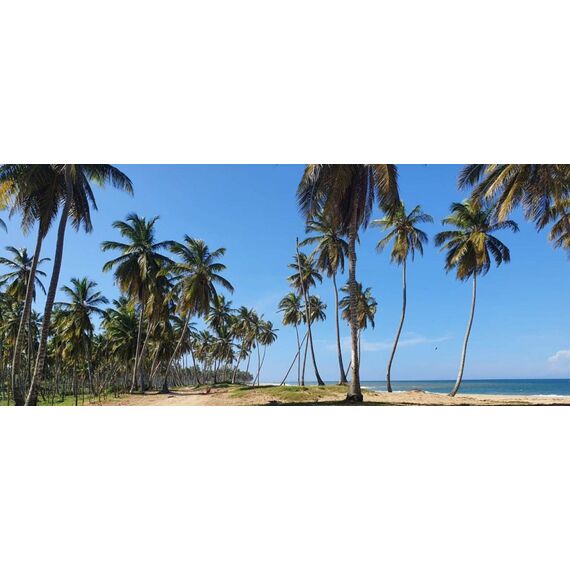 Land in Miches (Miches) Dominican Republic plot in the suburbs 3999m² , 5 image